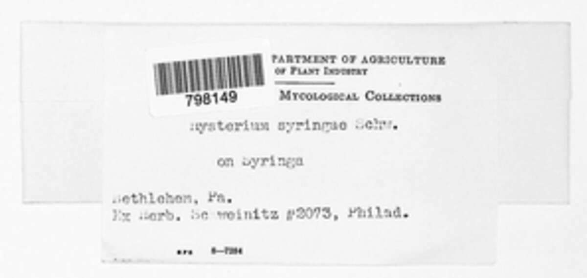 Hysterium syringae image